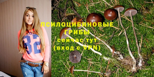 шишки Кодинск